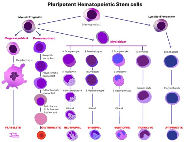 hematopoietic stem cells