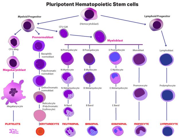 Hematopoietic Stem Cell - The Medical Notes